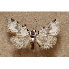 /filer/webapps/moths/media/images/N/nigropunctata_Dysgnathia_A_Butler.jpg