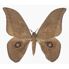 /filer/webapps/moths/media/images/S/sangha_Lobobunaea_AM_Basquina.jpg