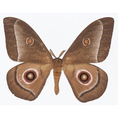 /filer/webapps/moths/media/images/L/licharbas_Bunaeopsis_AM_Basquin_01.jpg