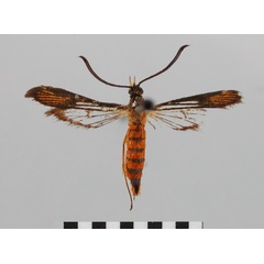 /filer/webapps/moths/media/images/O/ochracea_Chamanthedon_AF_BMNH_02.jpg