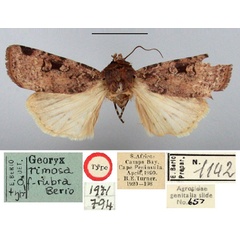/filer/webapps/moths/media/images/R/rubra_Georyx_HT_BMNH.jpg