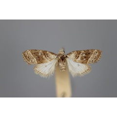 /filer/webapps/moths/media/images/P/partitalis_Nola_HT_BMNH.jpg