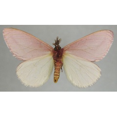 /filer/webapps/moths/media/images/S/simplex_Rhodophthitus_AM_ZSMb.jpg