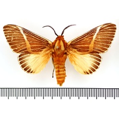 /filer/webapps/moths/media/images/H/herculeus_Hegetor_AM_BMNH.jpg
