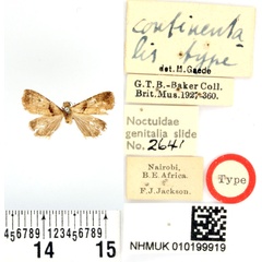 /filer/webapps/moths/media/images/C/continentalis_Rivula_HT_BMNH.jpg