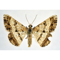 /filer/webapps/moths/media/images/P/pygmaeata_Isturgia_A_NHMO.jpg