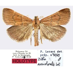 /filer/webapps/moths/media/images/C/concoloralis_Zitha_HT_MNHN.jpg