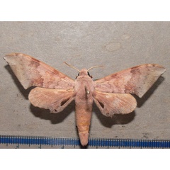 /filer/webapps/moths/media/images/S/spurrelli_Neopolyptychus_A_Goff_01.jpg