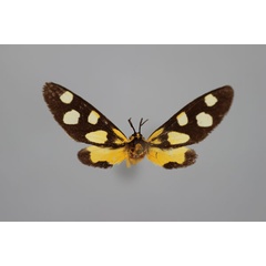 /filer/webapps/moths/media/images/A/angustipennis_Thyrosticta_A_BMNH.jpg