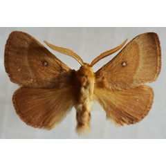 /filer/webapps/moths/media/images/T/trifolii_Lasiocampa_AM_Stroehle_02.jpg