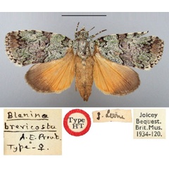 /filer/webapps/moths/media/images/B/brevicosta_Blenina_HT_BMNH.jpg