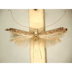 /filer/webapps/moths/media/images/H/homotypa_Pleiomorpha_PT_TMSA6100.jpg