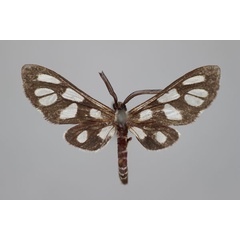 /filer/webapps/moths/media/images/A/albicincta_Epitoxis_HT_BMNH.jpg