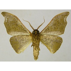 /filer/webapps/moths/media/images/O/olivacea_Sphingomima_AM_ZSMb.jpg