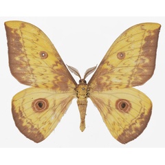 /filer/webapps/moths/media/images/J/jolyanorum_Aurivillius_AM_Basquin_01.jpg