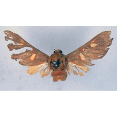 /filer/webapps/moths/media/images/F/flavimacula_Balacra_HT_BMNH_01.jpg