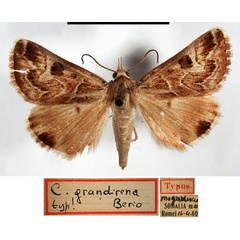 /filer/webapps/moths/media/images/G/grandirena_Cerocala_AT_MSNM.jpg