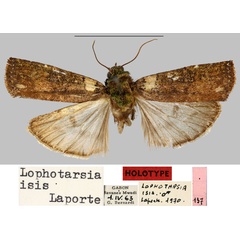 /filer/webapps/moths/media/images/I/isis_Lophotarsia_HT_MNHN.jpg