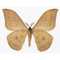 /filer/webapps/moths/media/images/A/arata_Aurivillius_AM_Basquinb.jpg