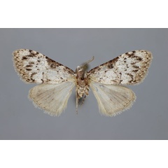 /filer/webapps/moths/media/images/M/malgassica_Meganola_A_BMNH.jpg