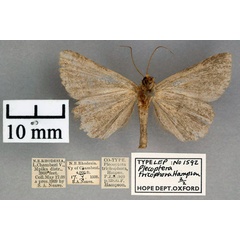 /filer/webapps/moths/media/images/T/trichophora_Plecoptera_PTM_OUMNH_02.jpg