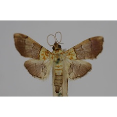/filer/webapps/moths/media/images/F/fumosa_Agrotera_STF_BMNH.jpg
