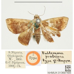 /filer/webapps/moths/media/images/P/proleuca_Eublemma_HT_BMNH.jpg