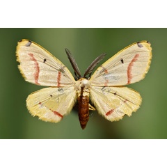 /filer/webapps/moths/media/images/T/terinata_Phoenicocampa_A_Butler.jpg