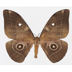 /filer/webapps/moths/media/images/M/melanops_Gonimbrasia_AF_Basquin_01.jpg