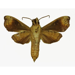 /filer/webapps/moths/media/images/L/lunulata_Antinephele_AM_Basquin_02b.jpg