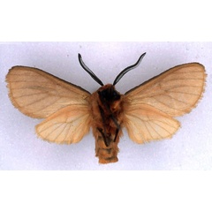 /filer/webapps/moths/media/images/M/montium_Metarctia_HT_BMNH_02.jpg