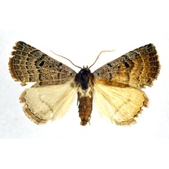 /filer/webapps/moths/media/images/A/albivena_Eublemma_AM_NHMO.jpg