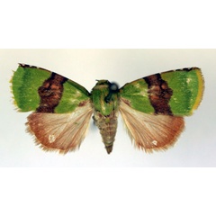 /filer/webapps/moths/media/images/P/phoenicochlora_Lophocrama_A_RMCA_02.jpg