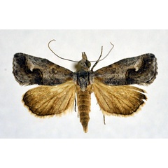 /filer/webapps/moths/media/images/S/staudei_Rhynchina_A_NHMO.jpg