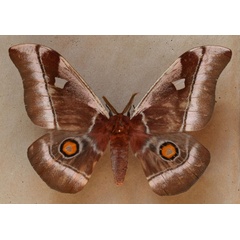 /filer/webapps/moths/media/images/A/alcinoe_Bunaea_A_Butler.jpg