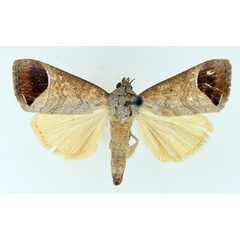 /filer/webapps/moths/media/images/T/terminata_Bocula_AM_TMSA_02.jpg