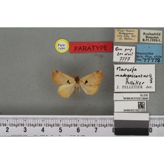 /filer/webapps/moths/media/images/M/madagascariensis_Marcipa_PTF_BMNHa.jpg