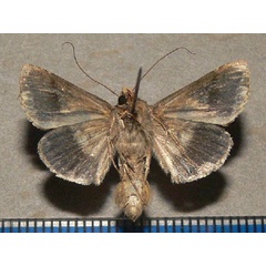 /filer/webapps/moths/media/images/D/dorfmeisteri_Ctenoplusia_A_Goff_02.jpg