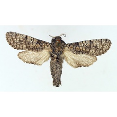 /filer/webapps/moths/media/images/D/dictyotephra_Aethalopteryx_AM_TMSA_02.jpg