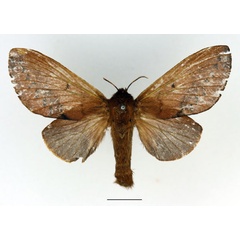 /filer/webapps/moths/media/images/P/phela_Acosmetoptera_AF_Basquin.jpg