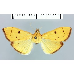 /filer/webapps/moths/media/images/S/seyrigalis_Polygrammodes_AT_MNHN.jpg