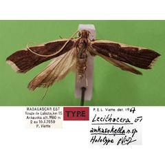 /filer/webapps/moths/media/images/A/ankasokella_Lecithocera_HT_MNHN.jpg