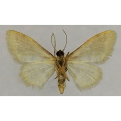 /filer/webapps/moths/media/images/E/eremica_Idaea_AF_ZSM_01b.jpg