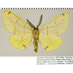 /filer/webapps/moths/media/images/R/rubrifasciata_Phoenicocampa_AM_ZSMa.jpg