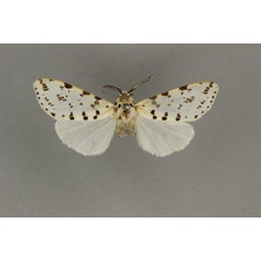 /filer/webapps/moths/media/images/A/atripes_Paralpenus_AM_BMNH.jpg