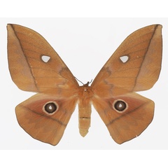 /filer/webapps/moths/media/images/A/acetes_Lobobunaea_AF_Basquina.jpg