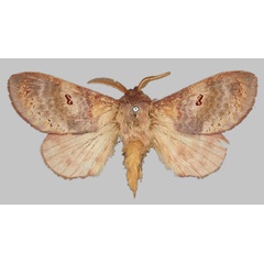 /filer/webapps/moths/media/images/F/flavia_Pachymeta_LT_BMNH.jpg