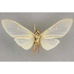 /filer/webapps/moths/media/images/N/niveivitrea_Amerila_AM_BMNH_02.jpg