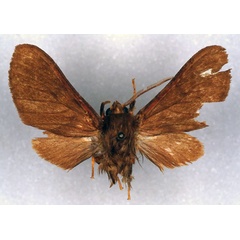 /filer/webapps/moths/media/images/C/costalis_Rhabdomarctia_HT_ZSM_01.jpg