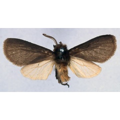 /filer/webapps/moths/media/images/P/pamela_Metarctia_HT_BMNH_01.jpg